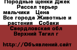 Породные щенки Джек Рассел терьер-мальчики › Цена ­ 40 000 - Все города Животные и растения » Собаки   . Свердловская обл.,Верхний Тагил г.